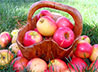 Горожан приглашают к участию в благотворительном проекте «Яблочный Спас»