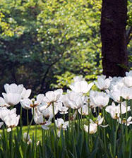 15 000 цветов будет высажено в Парке Святого Семейства