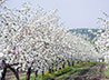Знаменитый яблоневый сад в Верхотурье готовится к цветению