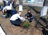 Школьники с. Большое Трифоново в праздник Вознесения Господня посадили деревья
