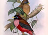Педагогов научили способам декоративного рисования птиц