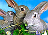В 30 раз за год выросло поголовье кролиководческой фермы реабилитационного центра «Подвижник»